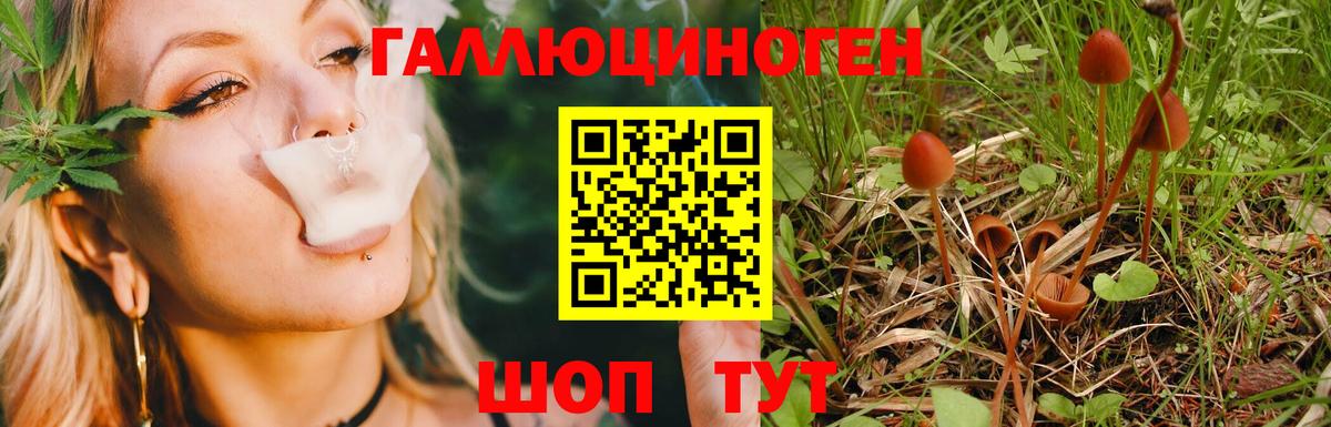 Галлюциногенные грибы Psilocybe Новоалександровск